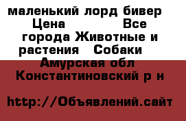 маленький лорд бивер › Цена ­ 10 000 - Все города Животные и растения » Собаки   . Амурская обл.,Константиновский р-н